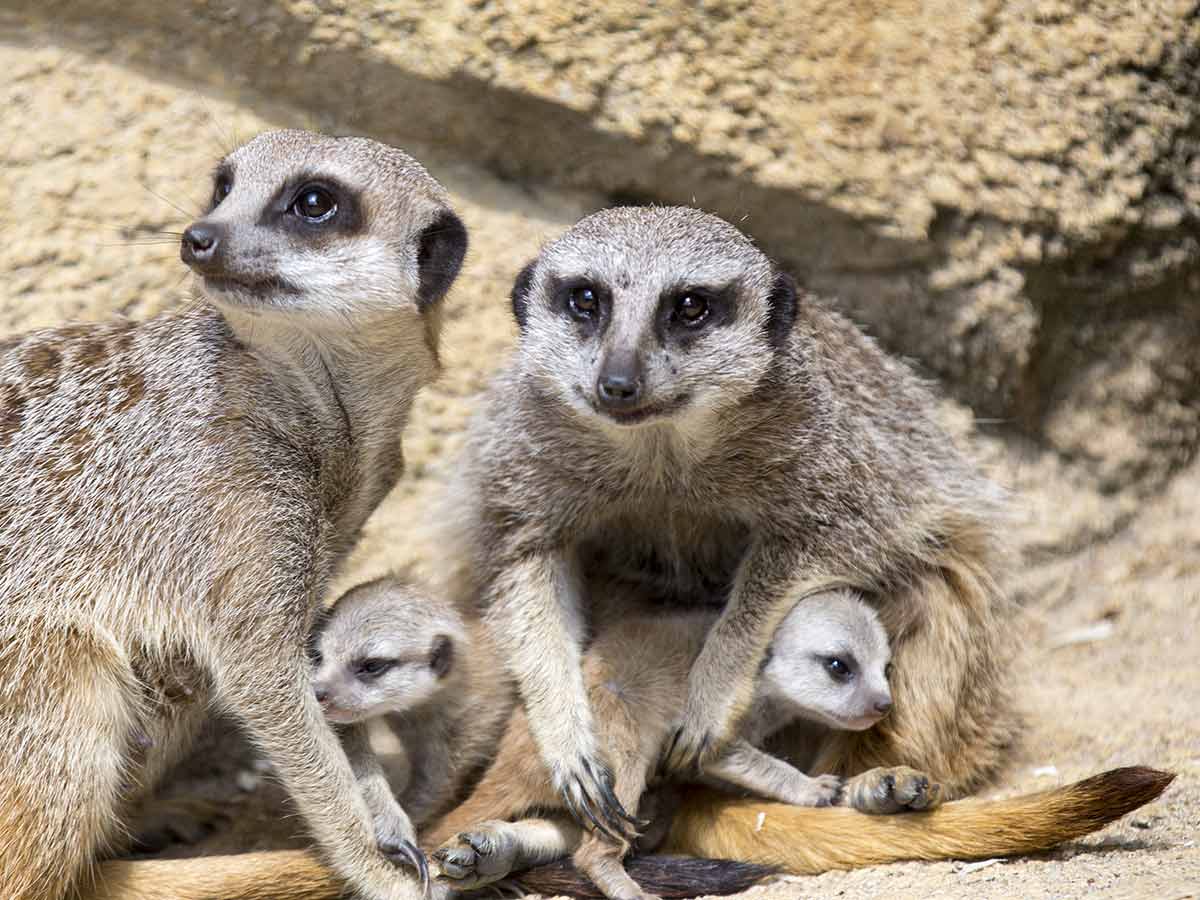 Billet Pas Cher Zoo St Martin La Plaine