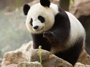 zoo-de-beauval-panda-parrainage