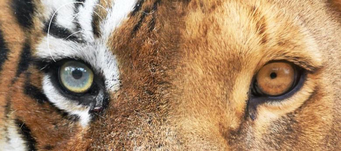 Zoo de la Palmyre Guide 2023 , Horaire, Tarif, Hôtel, Adresse, billets, etc. Zoo de la Palmyre Guide 2023 , Horaire, Tarif, Hôtel, Adresse, billets, etc.