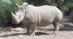 zoo-parc-reserve-africaine-savane-thoiry