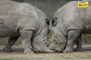 zoo safari de Thoiry