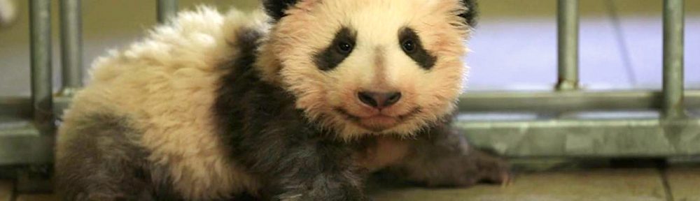 vidéo bébé panda zoo beauval