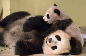 bébé panda zoo de beauval