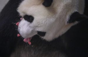 Bébés panda au zoo Pairi Daiza