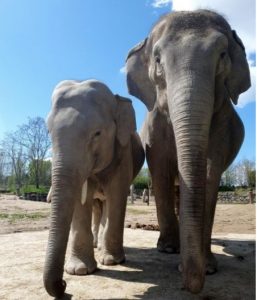 bébé éléphant à voir au zoo le pal