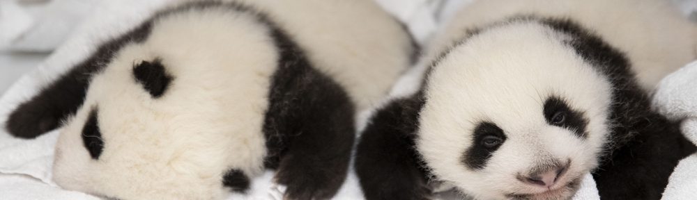 bebe panda jumelle zoo beauval