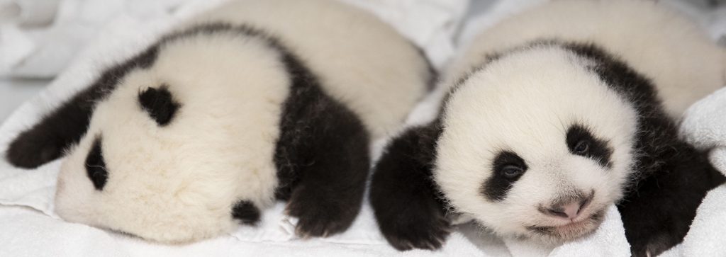 bebe panda jumelle zoo beauval