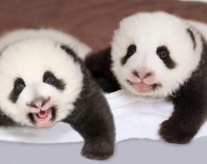 voir bébés panda beauval