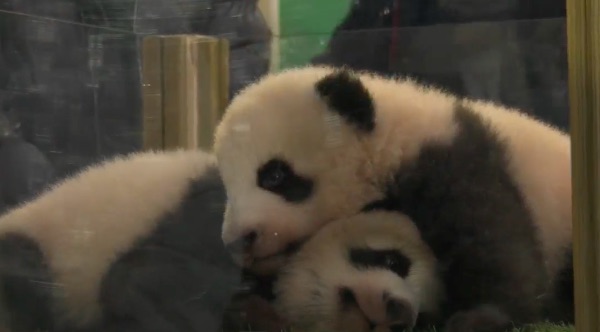 photo des pandas de Beauval Yuandudu et huanlili