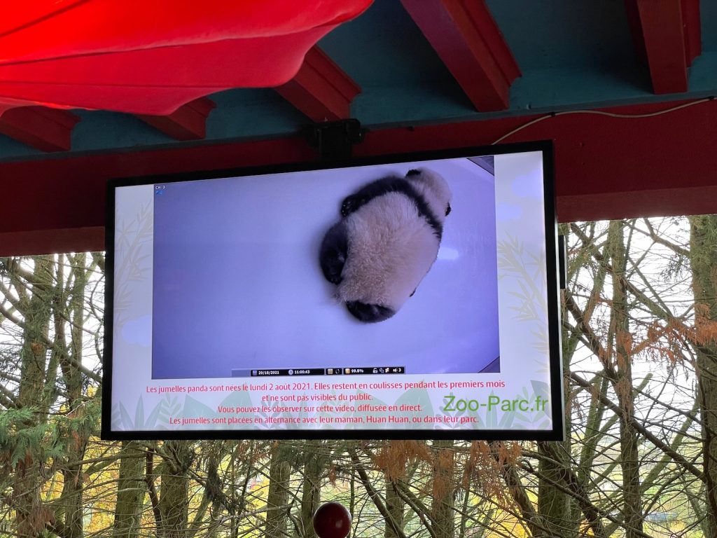 ou comment voir jumelles panda au zoo de beauval