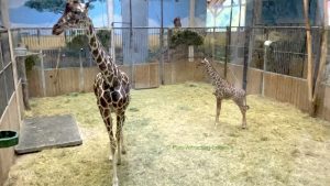 phot girafes avec son bébé girafe au zoo de beauval