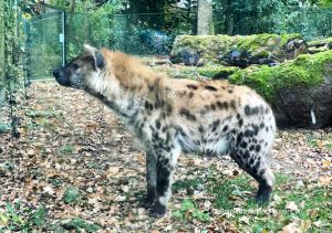 hyène aux aguets au zoo de beauval