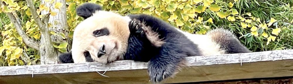 photo panda au zoo de Beauval