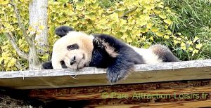 photo panda au zoo de Beauval