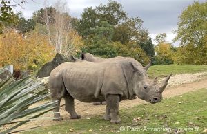 rhinoceros dans la plaine africaine du zoo de Beauval