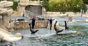 le spectacle educatif des otaries au zoo de Beauval