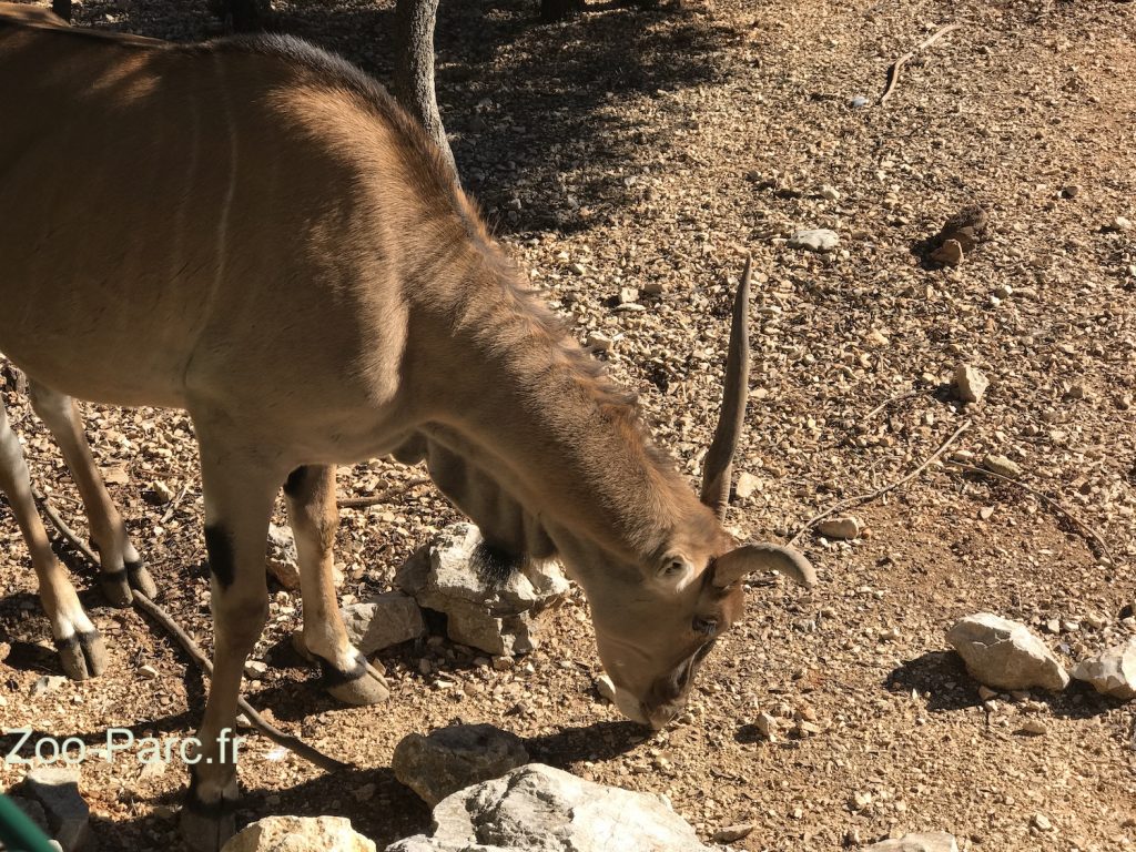antilope au Zoo de Montpellier
