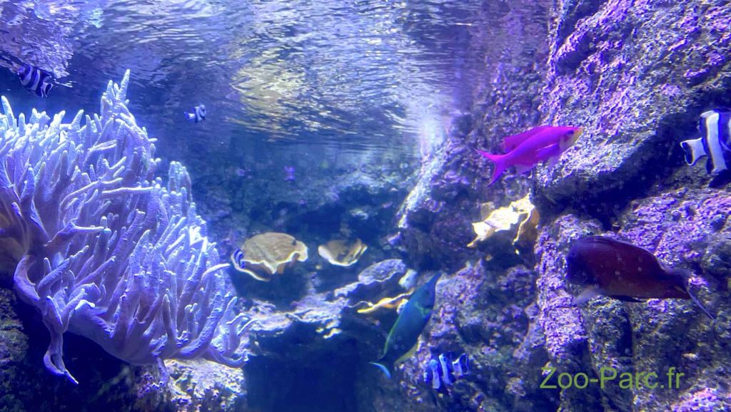 Poissons multicolores et coraux à l'Aquarium de Paris