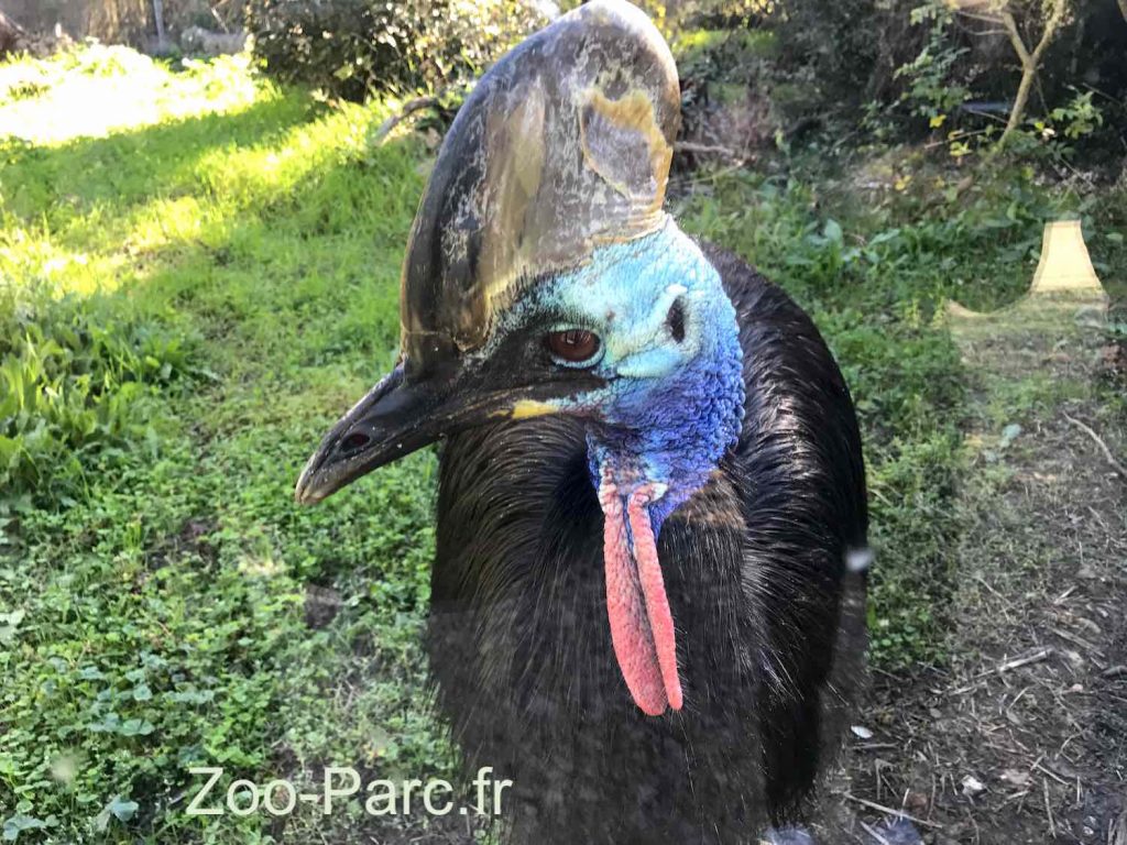 Casoar au zoo de Montpellier Lunaret