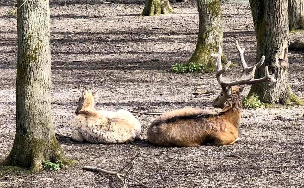 cerf au zoo Le Pal