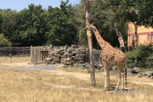 photo girafe au pal