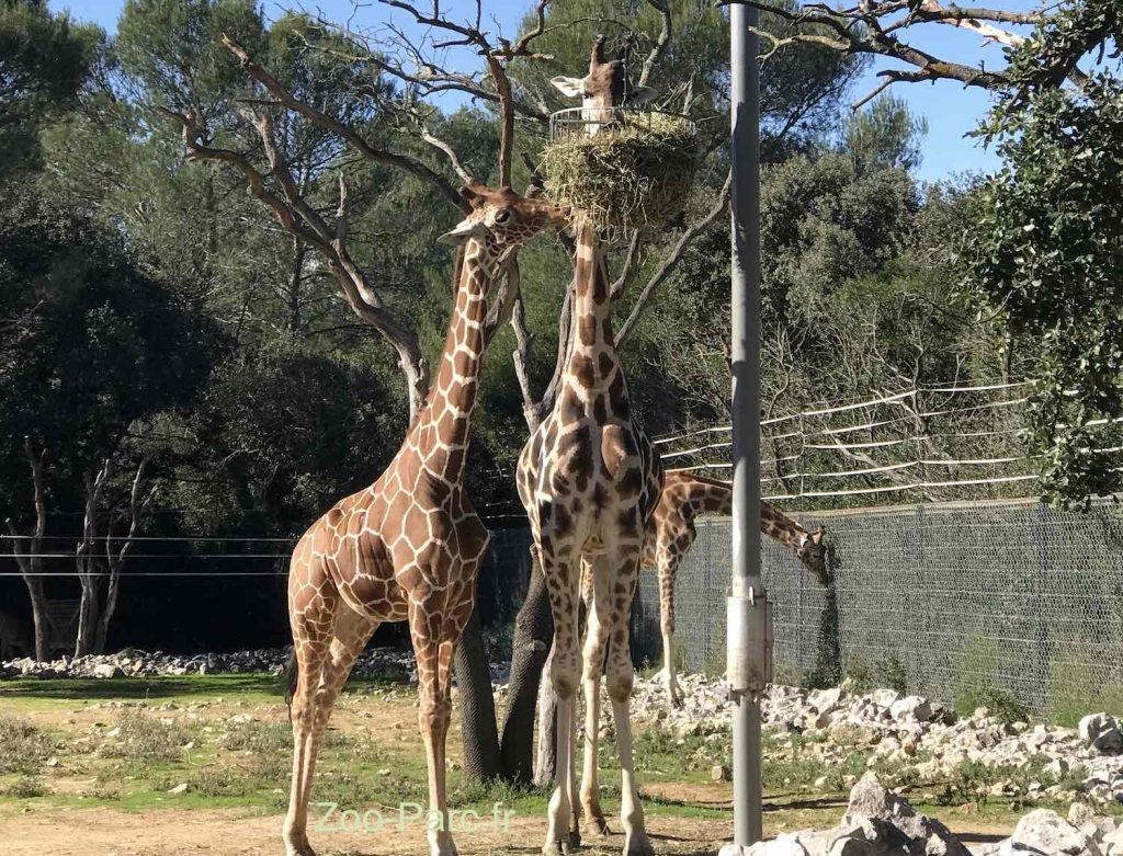 Girafes au Zoo de Montpellier