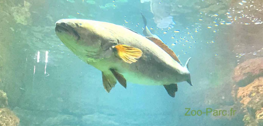 gros poisson à l'aquarium de Paris