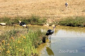 oiseaux dans l'eau au zoo Le Pal