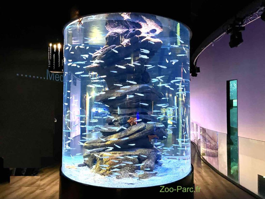 superbe aquarium arrondi à l'aquarium de Paris
