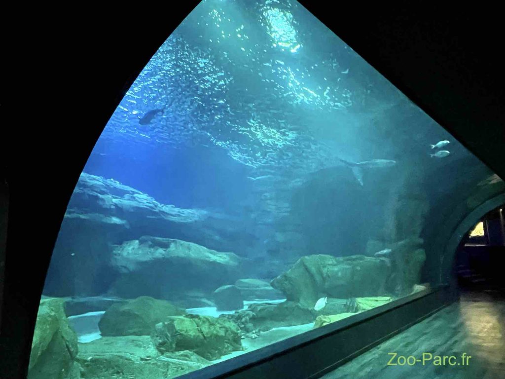 tunnel aux requins de l'aquarium de Paris