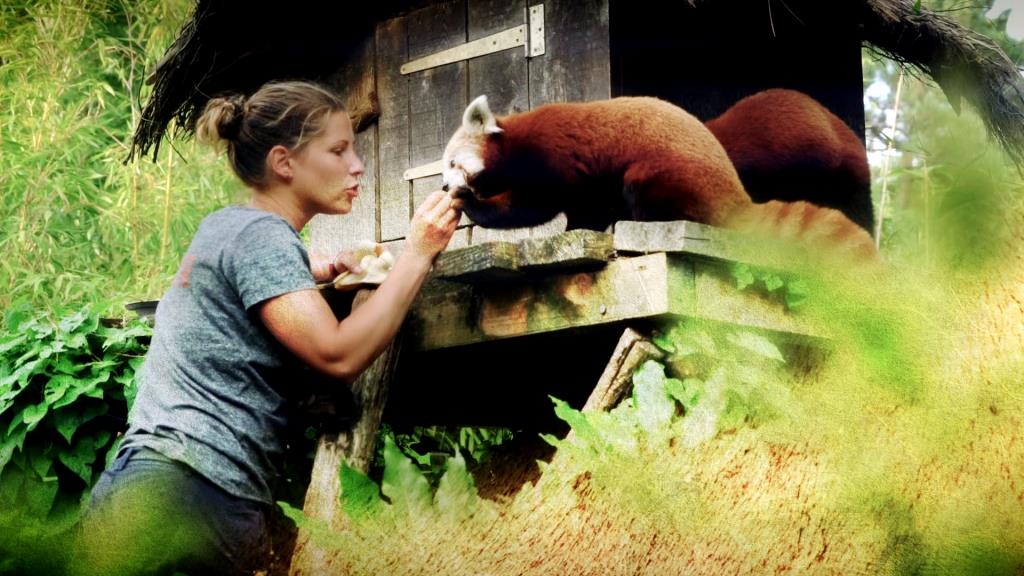 Les Zoo en brefs : vidéo 1ère sortie des bébés Pandas de Pairi Daiza et