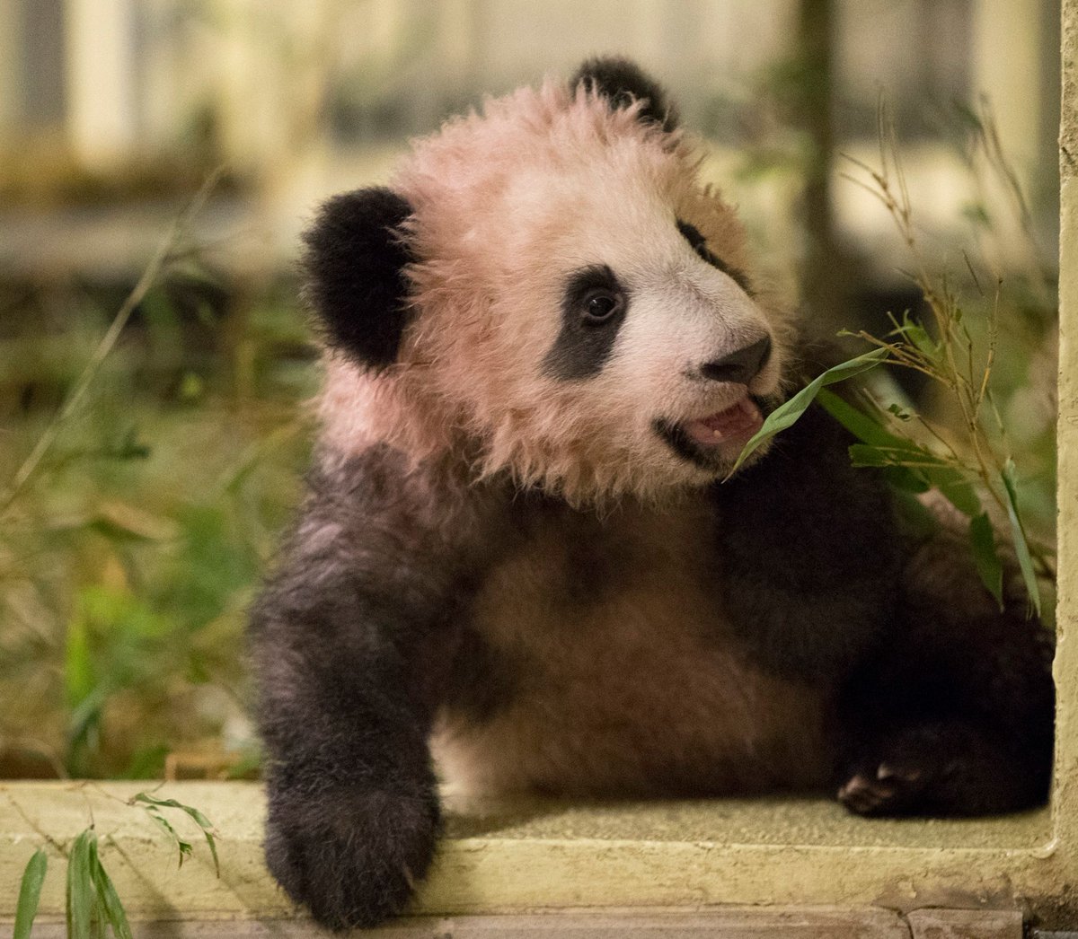 Première sortie publique du bébé panda au zoo de Beauval en photos et ...