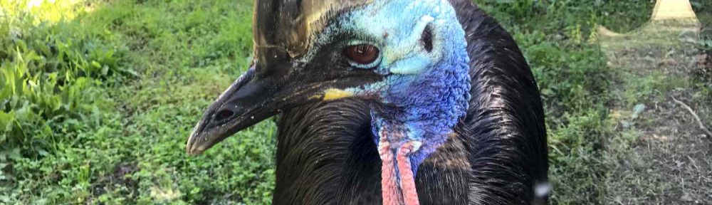 Casoar au zoo de Montpellier Lunaret