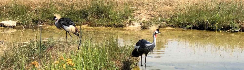 oiseaux dans l'eau au zoo Le Pal