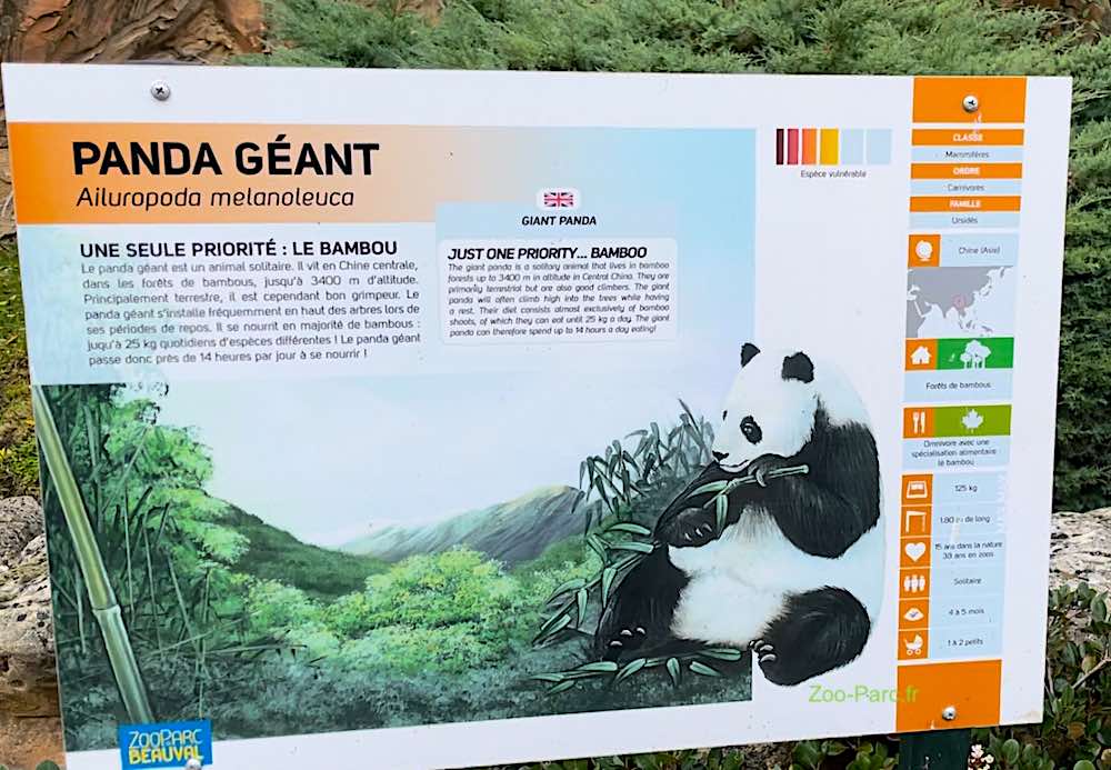 Le Panda géant : l'espèce