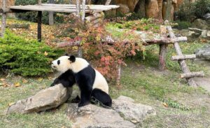 ou voir panda à Beauval