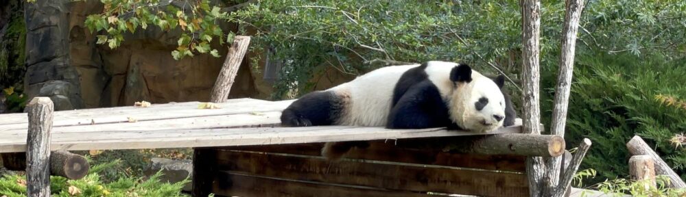 sieste panda au zoo de Beauval