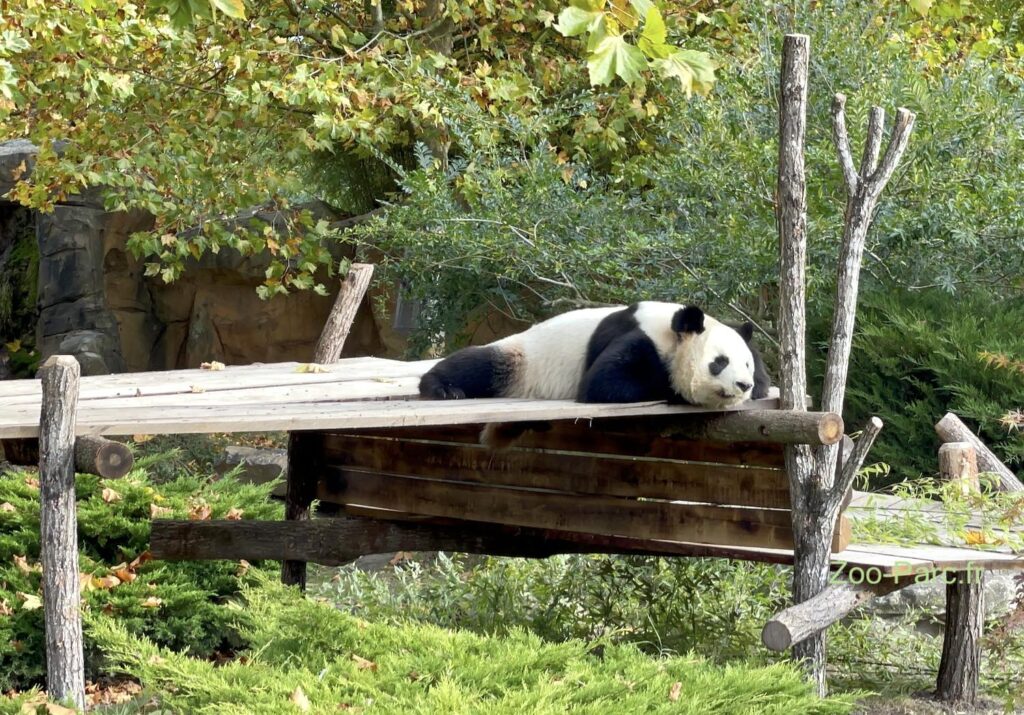 sieste panda au zoo de Beauval