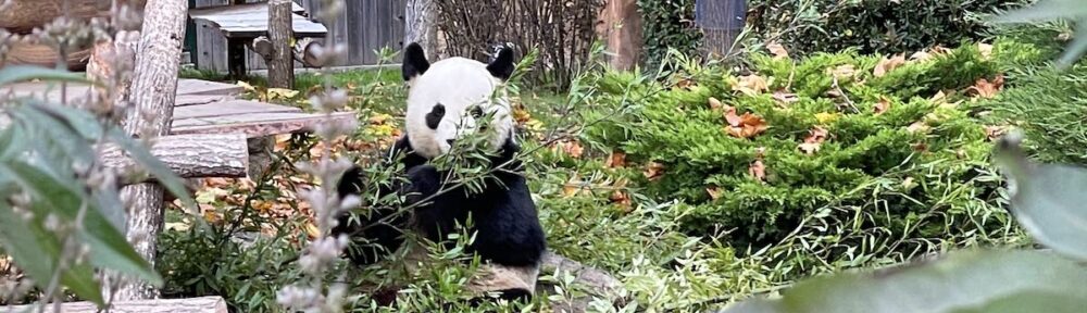 photo panda dans son enclos à beauval