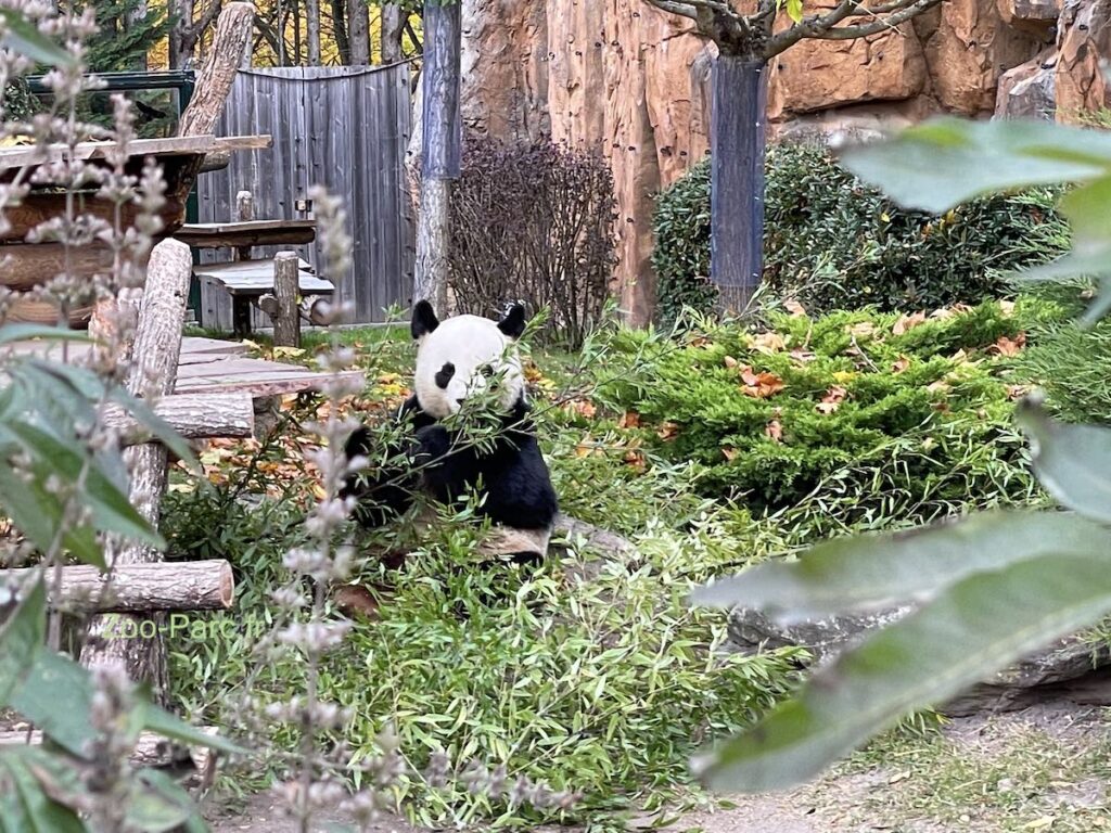 photo panda dans son enclos à beauval