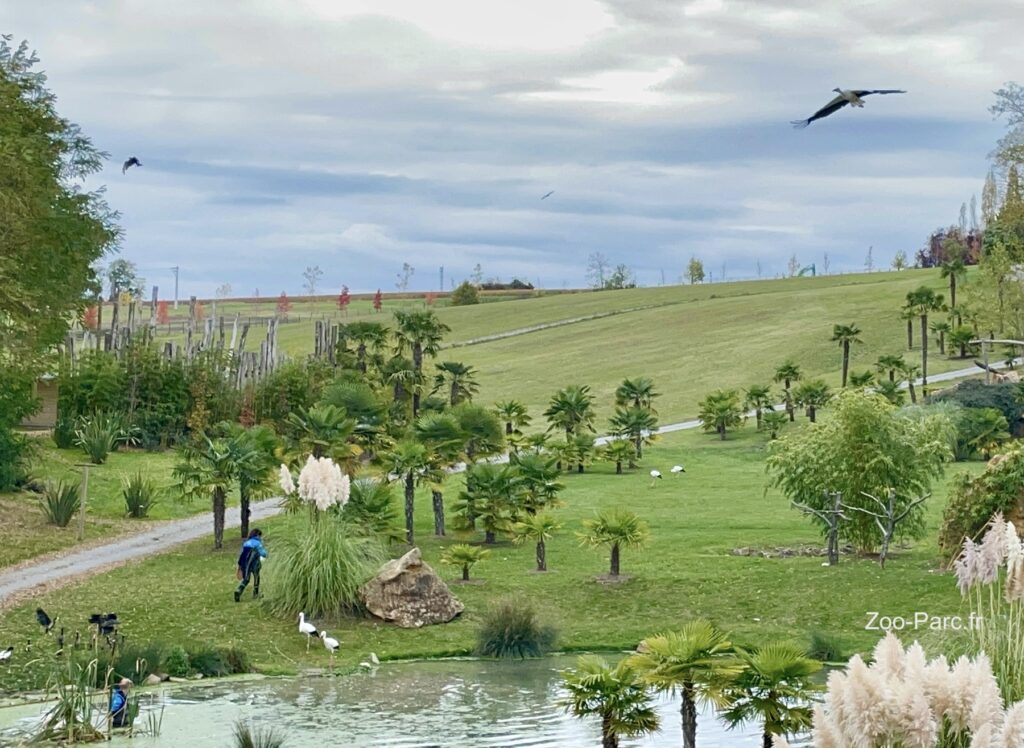 Show d'oiseaux au zoo de Beauval : les maitres des airs