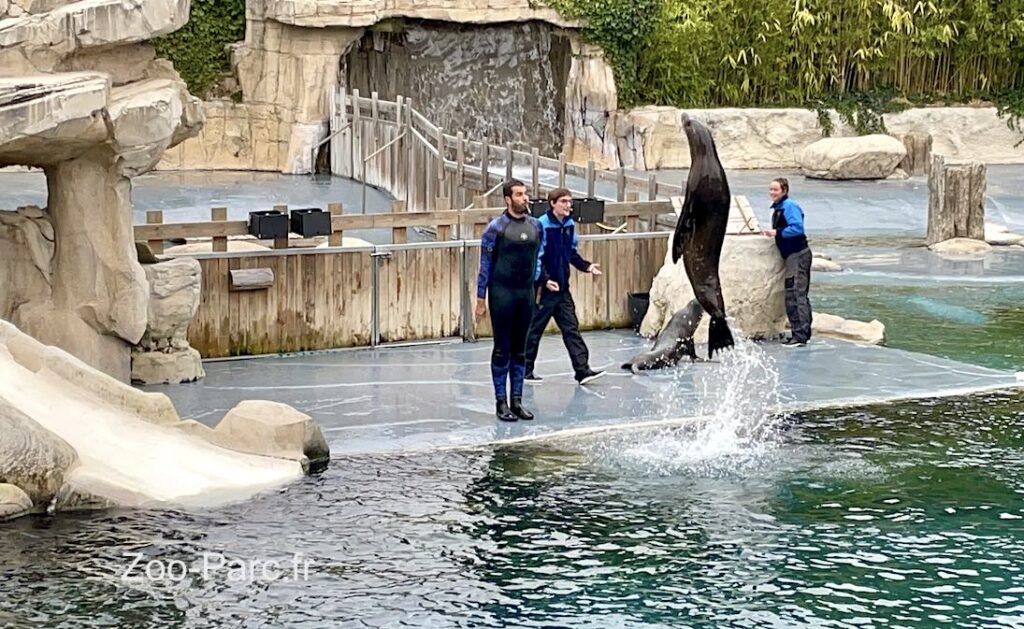 saut otarie au spectacle du zooparc de Beauval