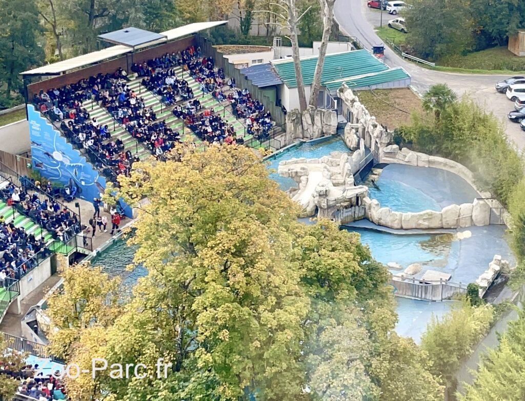 grand amphitheatre aquatique spectacle d'otaries à Beauval