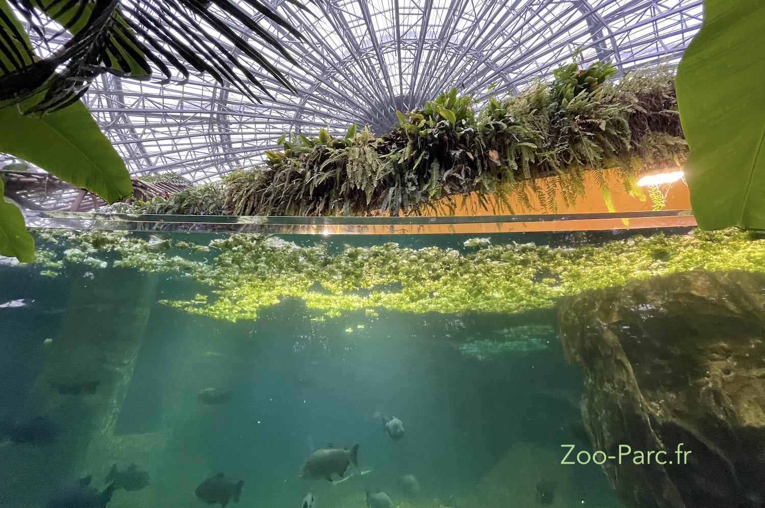 Meilleures expériences de Beauval 2025 à voir absolumentGuide Zoos ZooParc.fr