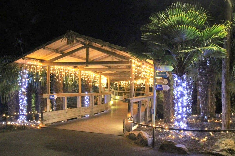 Zoos, aquariums et parcs animaliers ouverts pour Noël et le nouvel an : animations et dates d’ouverture