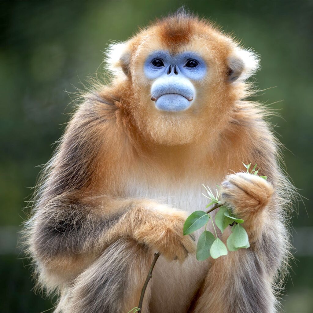 photo singe doré de Beauval