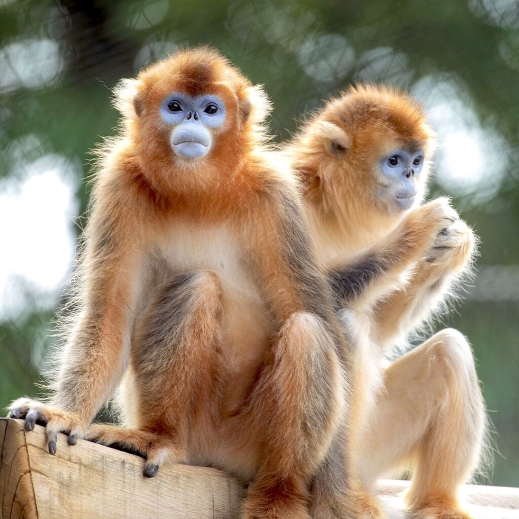 Singes dorés à Beauval