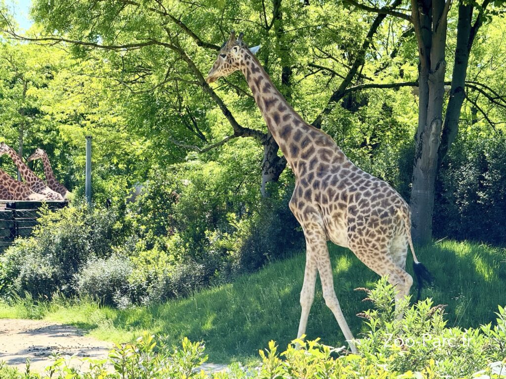 Affluence Zoo de Paris à Vincennes 2026 🗓️ Calendrier de ...
