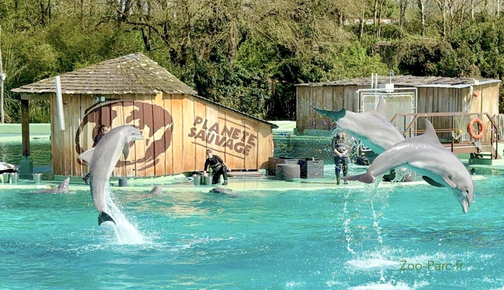 Spectacle de dauphins Planète Sauvage