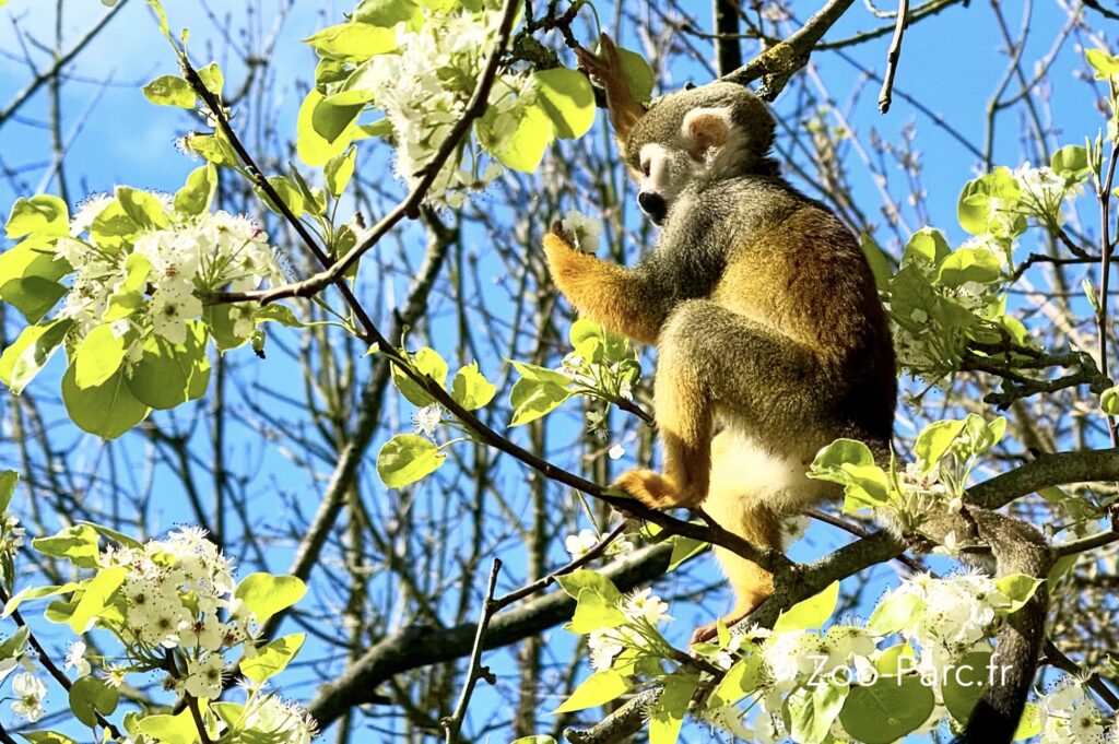 infos visite conseil avis Planete Sauvage